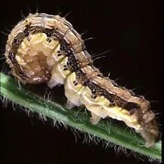 thumbnail for publication: Corn Earworm, Helicoverpa zea (Boddie) (Lepidoptera: Noctuidae)